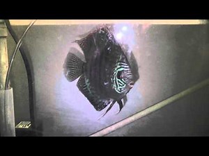 Discus fish for sale