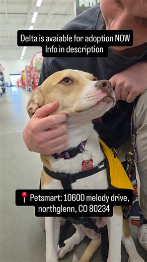 ADOPTION DAY AT PETSMART! 📍10600 melody drive, northglenn, CO 80234 Delta is looking for her forever home. She is a shy SWEET SOUL who is looking for her forever home. She has an amazing foster who is here to answer questions about her. Please stop by to visit Delta and all of our puppies today 😀 #petco #petsmart #bestfriendanimalsanctuary #DenverDogFoster #AdoptDontShop #adoptionday #animalrescue #petcolove #adoption #coloradoadoption #adoptadog #denverdogadoption #denveranimals #Sunday #Pupp