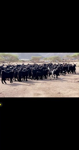 Exploring the Herd of Black and White Goats in Nature