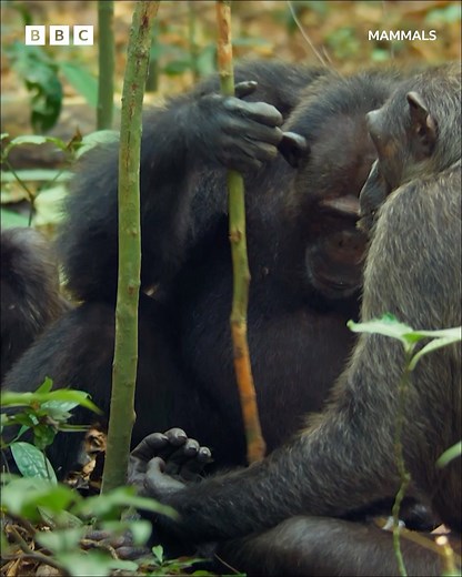 90K views · 1.4K reactions | These chimpanzees use tools to find food – and it is seriously impressive 勞 #Mammals #iPlayer #DavidAttenborough #Chimpanzees #Nature BBC Earth | BBC iPlayer | Facebook