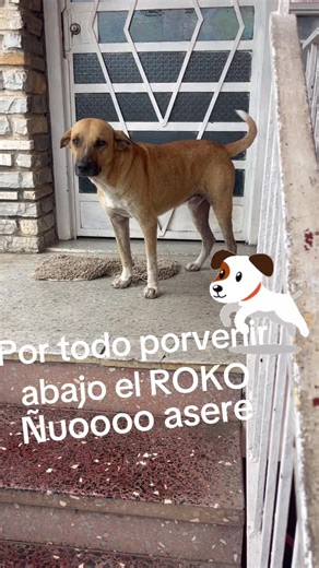 BABALAWO ARIEL AYON (@babalawo.ariel.ayo)’s videos with sonido original - BABALAWO ARIEL AYON