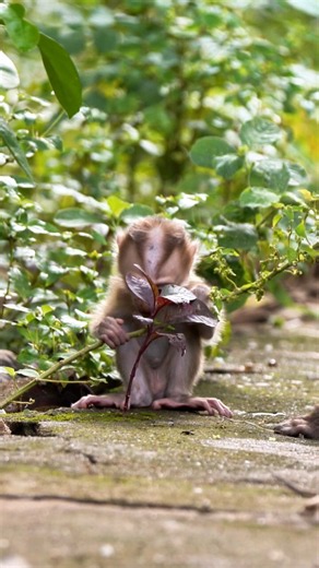 Adorable Baby MELANY Always Love To Jump Near Mama #cute #animallife #babymonkey #animals #monkey