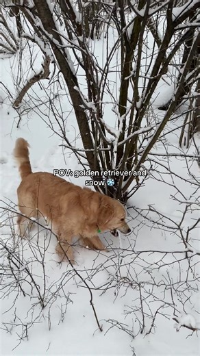 Golden Retriever Playing in the Snow