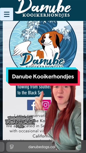 Understanding Kooikerhondje Breeding with Danube Kooikerhondjes