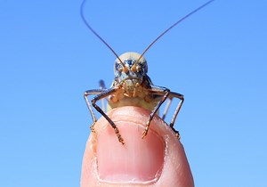 Cricket Symbolism & Meaning (  Totem, Spirit & Omens)