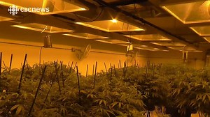23K views · 117 reactions | The black market for pot is growing, despite its legalization in Colorado. CBC's Briar Stewart travelled to the state to get a look at the drug war happening there, and the lessons Canada could learn as it moves toward legalizing marijuana. | CBC News: The National | Facebook