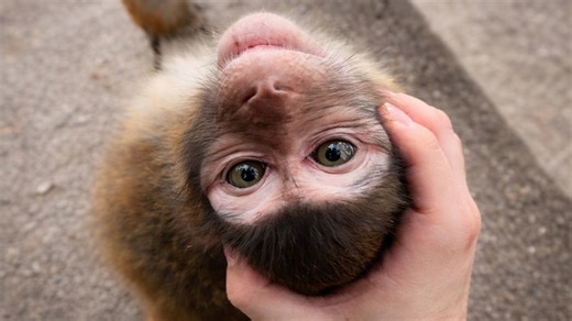 Friendly monkey interacts with a human