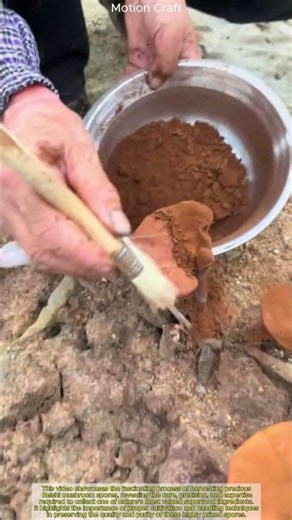 Superfood Secrets: Harvesting Precious Reishi Mushroom Spores