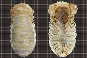 Creepy 1.5-Foot 'Sea Bugs' Were Just Discovered And They're Pure Nightmare Fuel - BGR