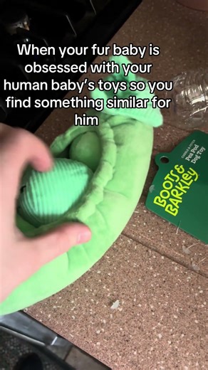 #puppy #dog #labrador #pitbull