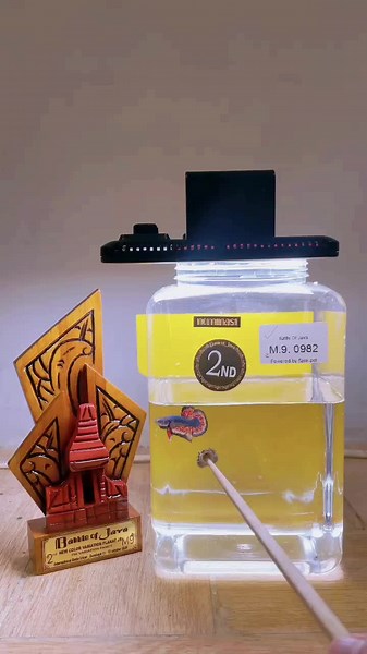 Battle Of Java 2024 3 Color Fin Variation Junior Class #vanda #cupangfancy #bettaindonesia #cupangvanda #cupangkontes #cupang #betta