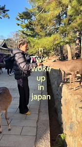 Nara Deer Park Japan: waking up to deer | miss these deer