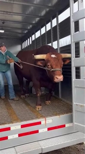 Angry Bull Smashes a Truck | Shocking AI Animal Video