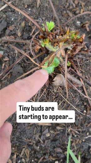 Spring is finally here and everything is slowly coming to life 🌱 #springvibes #plantingideas