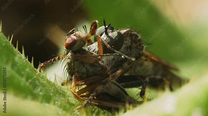Portrait of a predatory fly Asilidae with prey on the prickly green leaf Thistle. Macro shot.