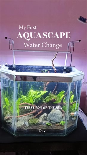My First Aquascape, di hari ke 2 aku melakukan water change, water change diawal-awal sangat penting. Jika kamu baru saja membuat aquascape, Kamu perlu mengganti airnya setiap hari selama minggu pertama, sekitar 50% dari volume air. Hal ini bertujuan untuk menghilangkan zat-zat berbahaya yang mungkin terlepas dari tanaman, batu, kayu, atau pasir yang Anda gunakan. #aquascapeindonesia #aquascape #aquariumhobby