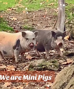 We are Mini Pigs 🐷 . . . #pig #minipigs #piggy #cute #farmlife | Blue Jays’ Barnyard