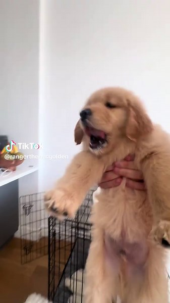 Golden Retriever Puppy Training Tips for New Owners
