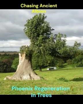 Phoenix tree does the impossible #survival #plants