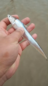 上海奉贤海湾野采的  长颌鲚