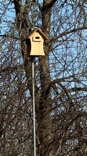 The chickadees have begun nesting in the new bird box. The previous box was for bats. The bats never used it. 🤣 | Jim Wylder
