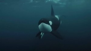 Wow! Tänk att dyka med späckhuggare. Vilken upplevelse! | SVT