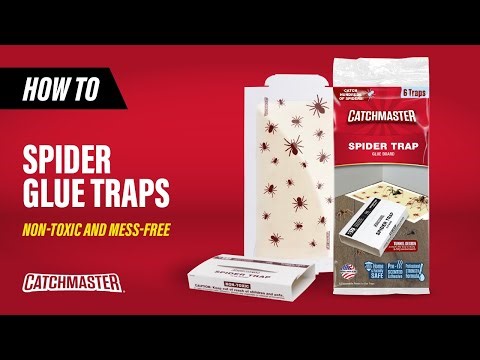 Spider-Patterned Glue Traps | Catchmaster