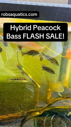 The HYBRID Royal Snakeskin Peacock Bass are finally eating like MONSTERS 🔥🐟 Just dropped the price $25 OFF on robsaquatics.com — don’t miss out before they’re gone! 💻 🎥 These fish are unreal in person… perfect patterns, aggressive feeders, and growing fast. #RobsAquatics #RoyalSnakeskinPeacockBass #HybridPeacockBass #PeacockBass #MonsterFish #PredatoryFish #AquariumLife #FishKeeper #FishKeeping #CichlidLovers #FreshwaterFish #ExoticFish #FishTankGoals #FishReels #AquariumCommunity #AquariumA