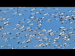 Geese flying & honking loud sounds | Snow