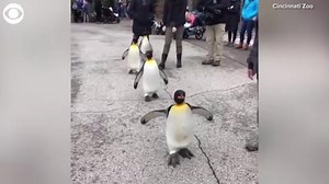 2.8K views · 117 reactions | PENGUINS ON PARADE:  Four King Penguins strutted their stuff at the Cincinnati Zoo. Each penguin is named after a famous king. BB, Larry, Martin Luther, and Coretta Scott participated in the parade, while Burger, the oldest King Penguin, decided to stay inside. PTL VIDEO: https://cbsloc.al/3izjGbW | Pittsburgh Today Live | Facebook