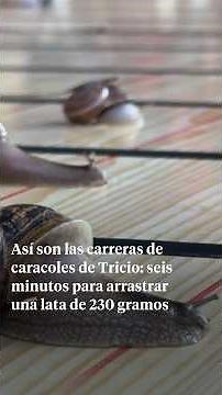 This Is What Snail Racing in Tricio Is Like: Six Minutes to Pull a 230-Gram Can