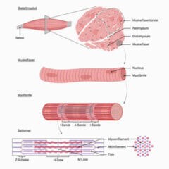 Muskel - DocCheck Flexikon