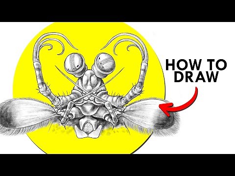 How To Draw A Mantis Shrimp
