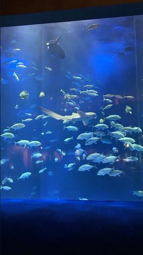 【宇多津町】開館6年で400万人が訪れた大人気の水族館！70の水景を歩く四国水族館 #shorts