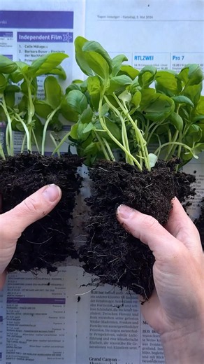Did you know you have to repot basil?