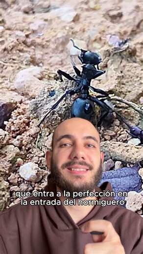 The insect that uses its HEAD as an ARMORED DOOR 🛡️🐜 #shorts