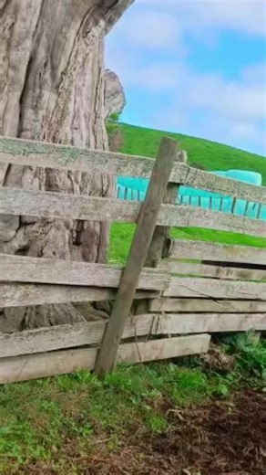 Hubby and I revamped part of a cattle yard, how do you think we did? . . . #maddenfencing #afencerswife #tradielady #fencing #fencinglife #outdoors #fencingcontractor #newzealand #rural #reel #rails #gates #cattleyard #wip #strainer #rammer #tractor #impactdriver #fypシ #fyp