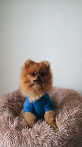 Cat Tee Shirt PDF Sewing Pattern: Step-by-step Instructions (a4-a0-letter) - Etsy