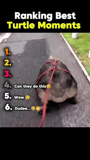 Ranking Best Turtle Moments🤣#ranking #funny #turtle #moments