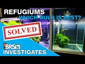 Testing Refugium Part II: What really happened and what's next? | BRStv Investigates