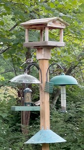 The mourning dove didn’t see the territorial mockingbird above him… | Bird Feeder Hub