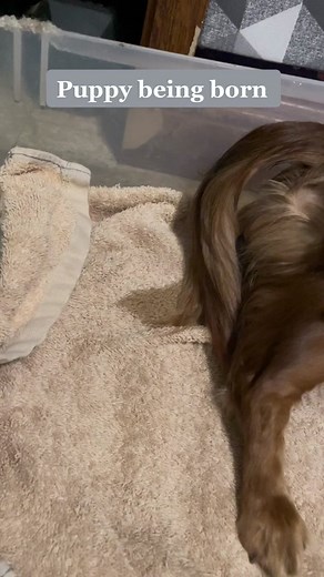 Roslin's Dachshund Puppy Labor and Delivery