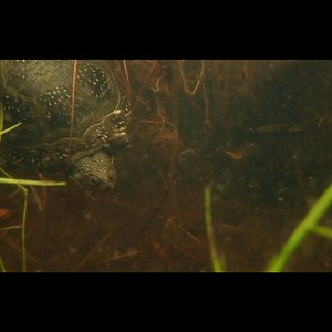 1.3K views · 108 reactions | Enjoy some underwater videos of these beautiful Blanding's turtles who are part of our research study! Videos captured by one of our amazing field techs, Maureen  | Ontario Turtle Conservation Centre | Facebook