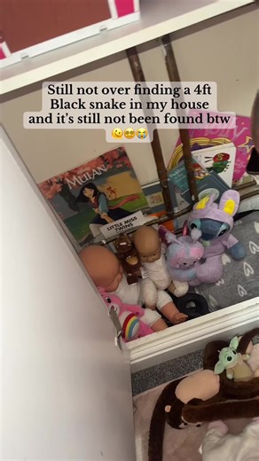 Discovering a Black Snake in Your Home: What to Do