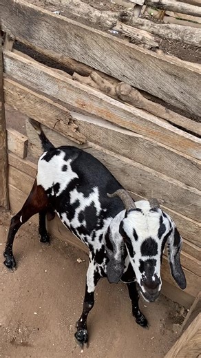 Safe Deworming Practices for Pregnant Goats