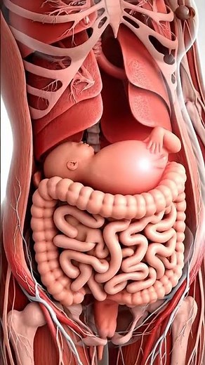 🤰 Inside a Mother’s Belly – How a Baby Grows Month by Month(3D Animation)#Pregnancy#BabyDevelopment