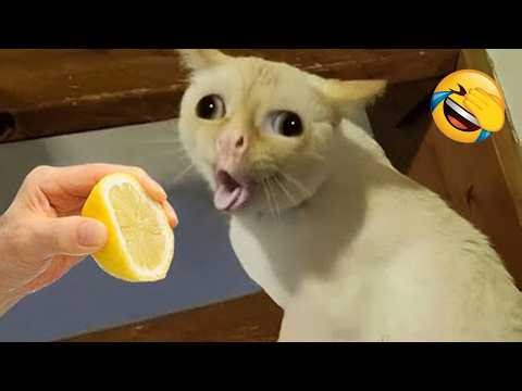 Best Cat Memes 🤣😹 The Funniest Cat Videos Ever