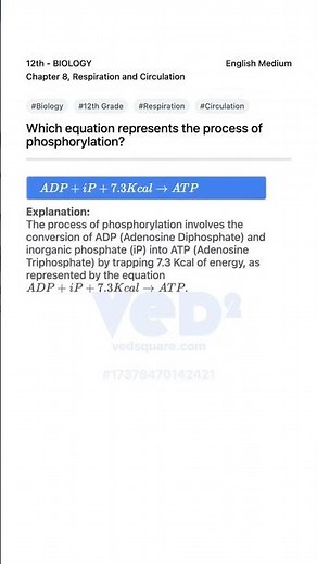 12th Biology Respiration and Circulation Phosphorylation Process