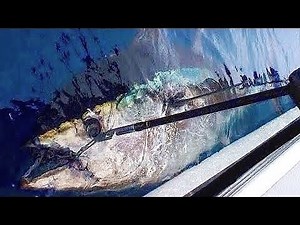 Huge Tuna nearly spools reel in one run!