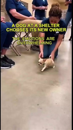 Adoption Moments 😭 please follow the account😭 #emotional #dogadoption #shelterdog #dog #tiktokgrowthchallenge